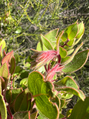 Arctostaphylos montereyensis, photograph (c) Ryan Donnelly, some rights reserved (CC BY)