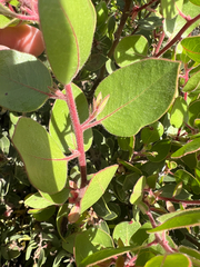 Arctostaphylos montereyensis, photograph (c) Ryan Donnelly, some rights reserved (CC BY)