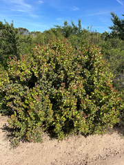 Arctostaphylos montereyensis, photograph (c) Ryan Donnelly, some rights reserved (CC BY)