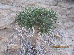 Anabasis cretacea