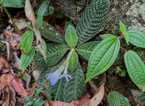 Acranthera ceylanica (Acranthera ceylanica)