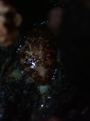 Onchidoris bilamellata