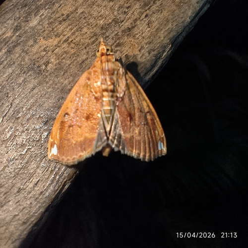 Mecynarcha apicalis