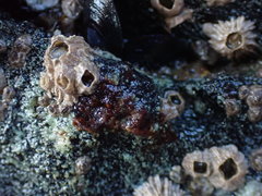 Onchidoris bilamellata