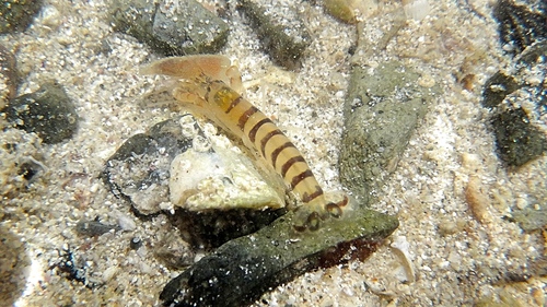 Alpheus paracrinitus observed 2017-02-25