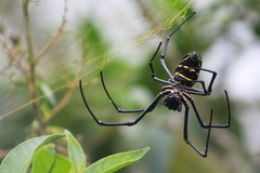 Trichonephila turneri