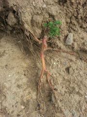 Stellera chamaejasme