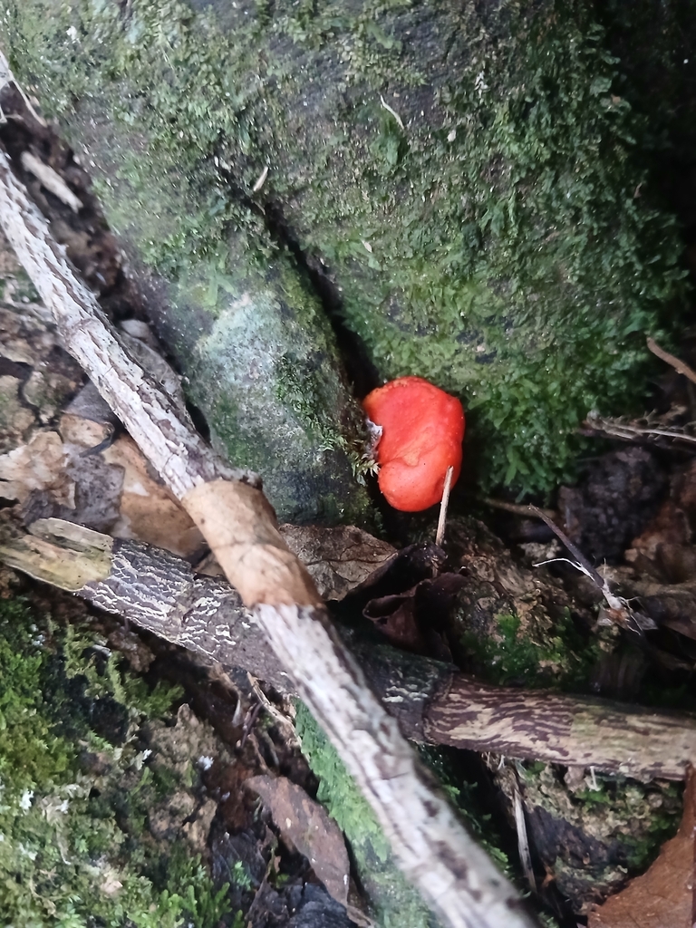 Leratiomyces erythrocephalus · April 2026 · photo: © bigfarma2017 (iNaturalist, cc-by)