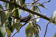 Rhipidura albicollis