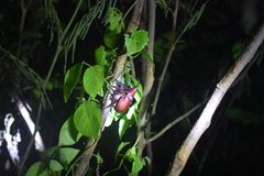 Xylotrupes gideon gideon