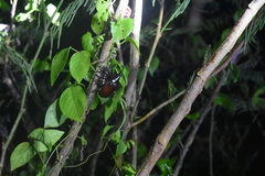 Xylotrupes gideon gideon