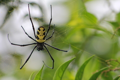 Trichonephila turneri