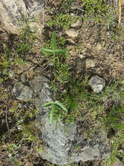 Potentilla leucophylla