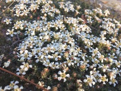 Pyxidanthera brevifolia