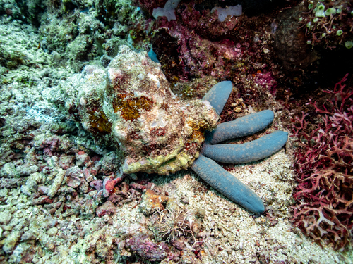 Tutufa bubo observed 2023-05-14