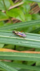 Benhamyia apicalis