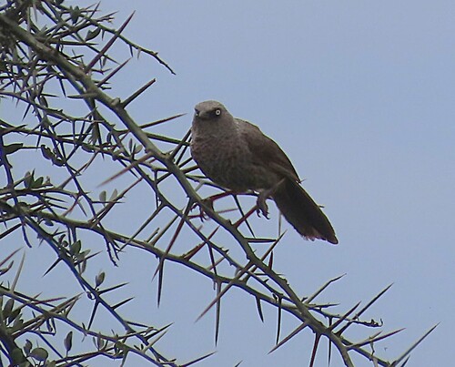 Black-lored Babbler (Turdoides sharpei), photo 4