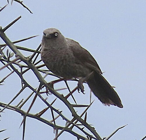 Black-lored Babbler (Turdoides sharpei), photo 3