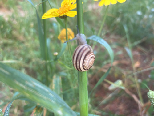 Eobania vermiculata