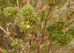 Phyllota pleurandroides