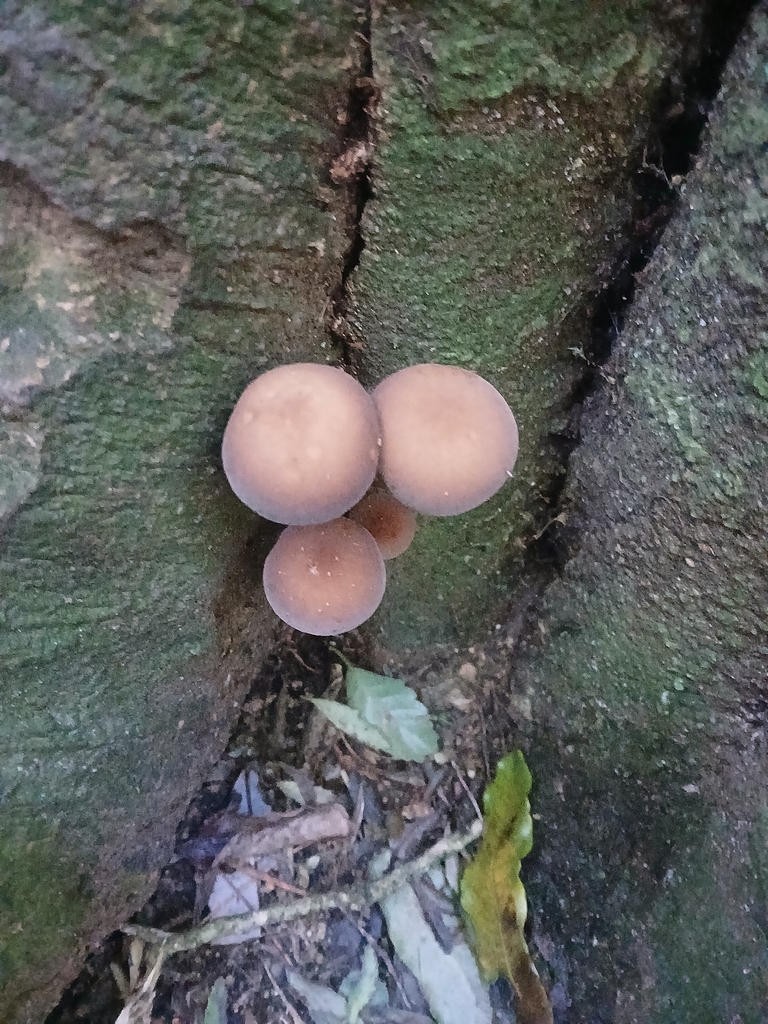 Cyclocybe parasitica · April 2026 · photo: © bigfarma2017 (iNaturalist, cc-by)