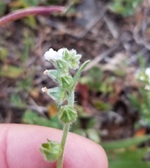 Plagiobothrys canescens