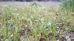 Plagiobothrys canescens