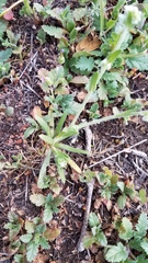 Plagiobothrys canescens