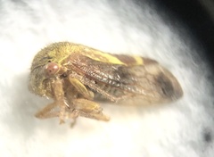 Ophiderma
