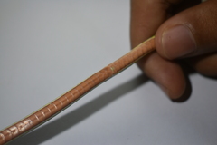 Ahaetulla mycterizans