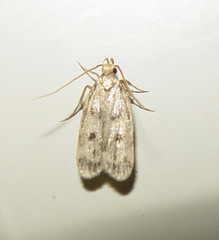 Martyringa latipennis