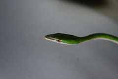 Ahaetulla mycterizans