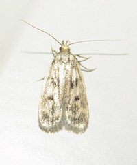 Martyringa latipennis
