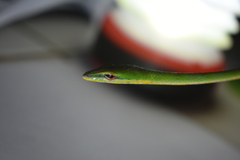 Ahaetulla mycterizans