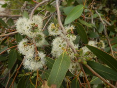 Eucalyptus arenacea