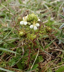 Triphysaria floribunda