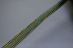 Ahaetulla mycterizans