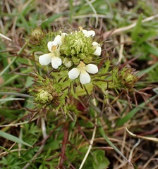 Triphysaria floribunda
