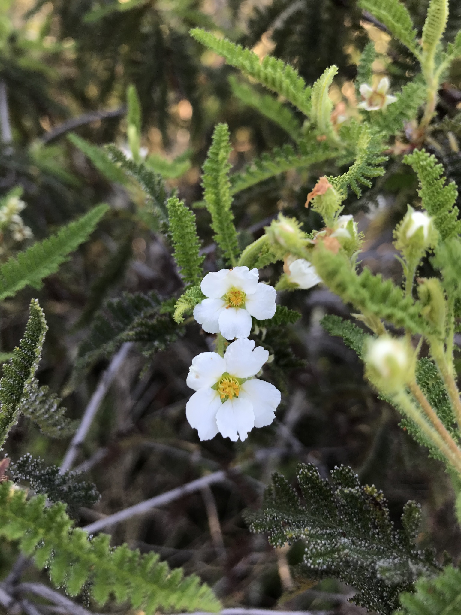 Chamaebatia australis