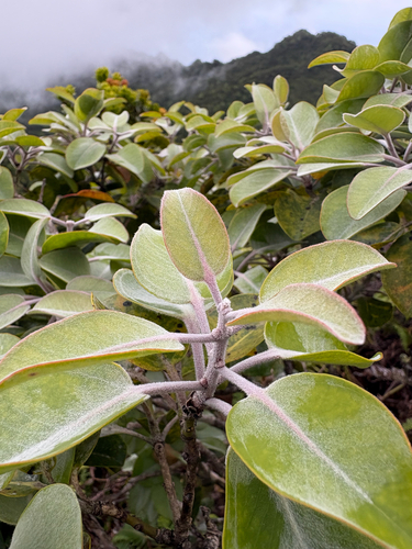 Metrosideros waialealae observed 2026-04-15