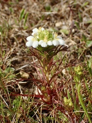 Triphysaria floribunda