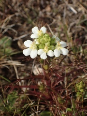 Triphysaria floribunda