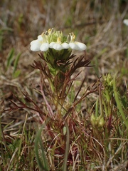 Triphysaria floribunda