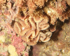 Sycozoa cerebriformis
