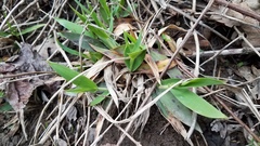 Dichanthelium lanuginosum