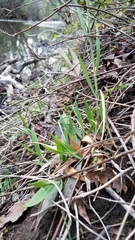 Dichanthelium lanuginosum