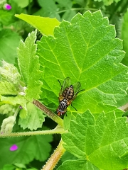 Dorycera judea