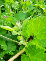 Dorycera judea