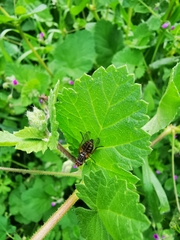 Dorycera judea
