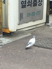 Columba livia domestica